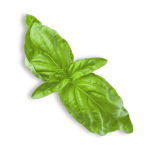 leaves_1.png